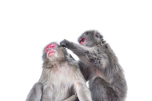 изолированного на белый фон японский макак, арасияма, киото - japanese macaque monkey isolated on white macaque стоковые фото и изображения