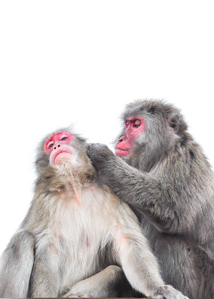 изолированного на белый фон японский макак, арасияма, киото - japanese macaque monkey isolated on white macaque стоковые фото и изображения