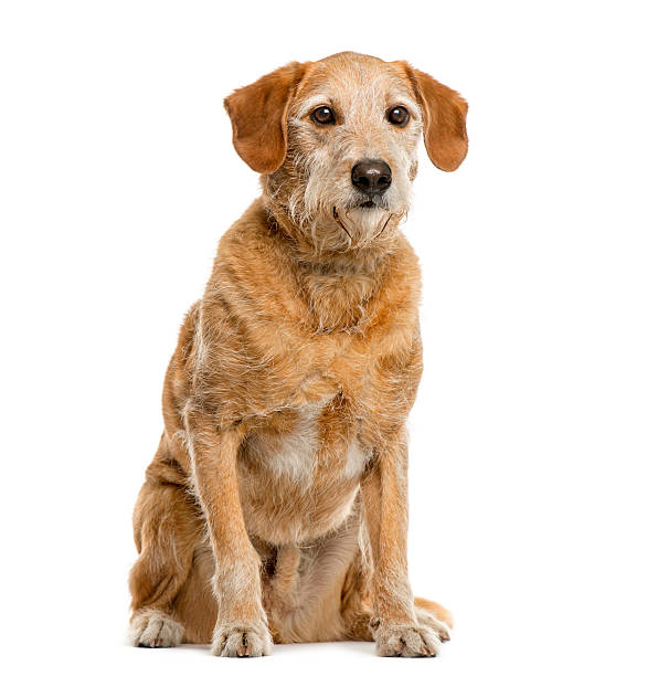 raza cruzada en frente de fondo blanco - mixed breed dog fotografías e imágenes de stock