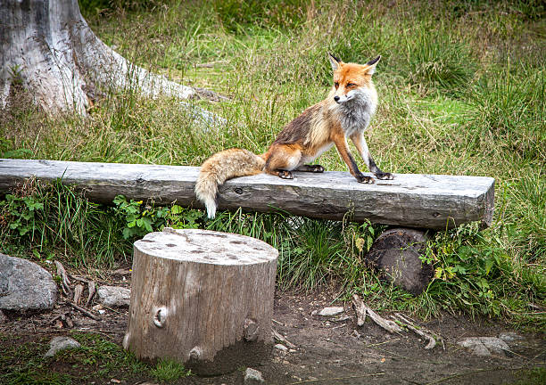 istock Fox in forest at High Tatras, Slovakia 508297811