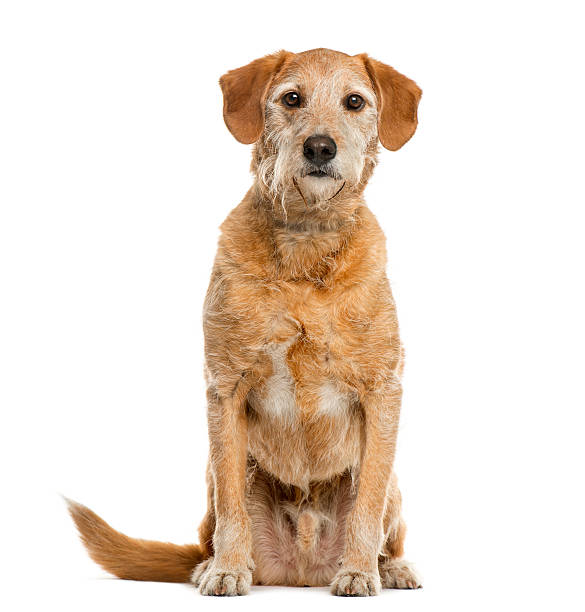 istock Crossbreed in front of white background 508297856