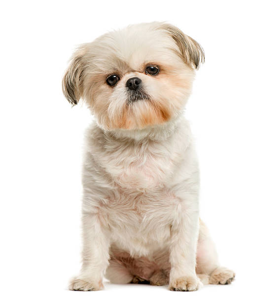 istock Shih Tzu in front of white background 508297970
