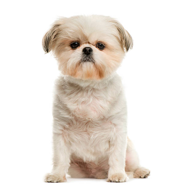 istock Shih Tzu in front of white background 508298092