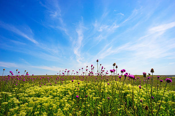 開花アザミのフィールドです。 - flower may thistle purple ストックフォトと画像