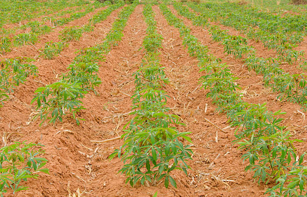 istock row of cassava tree in field. 508298761