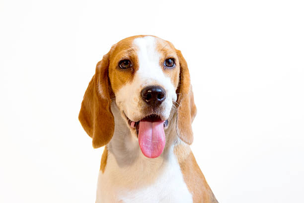 istock Little beagle dog smiling studio portrait 508298776