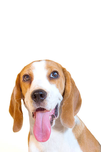 istock Little beagle dog smiling at studio portrait 508299192