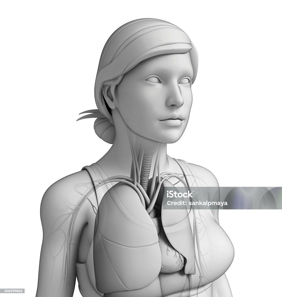 Corpo feminino Sistema respiratório humano - Foto de stock de Abdome royalty-free