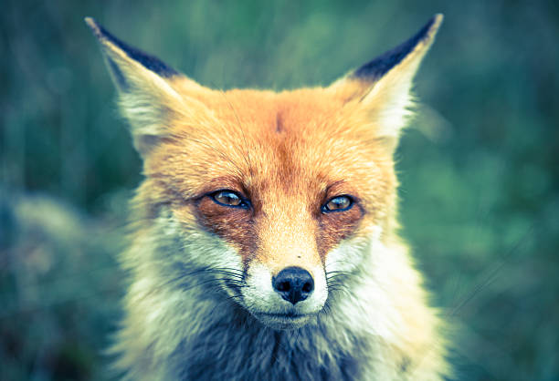 istock Fox in forest at High Tatras, Slovakia 508300069