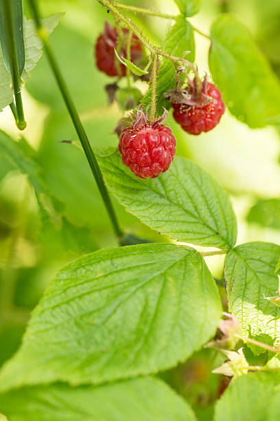 istock Ripe Red Raspberries Growing On Plant 508300501