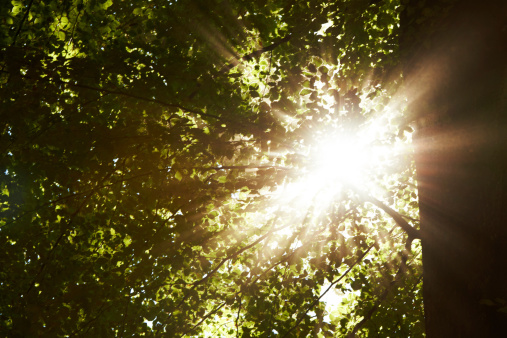 Low angle shot of the sun shining through leafy treetops