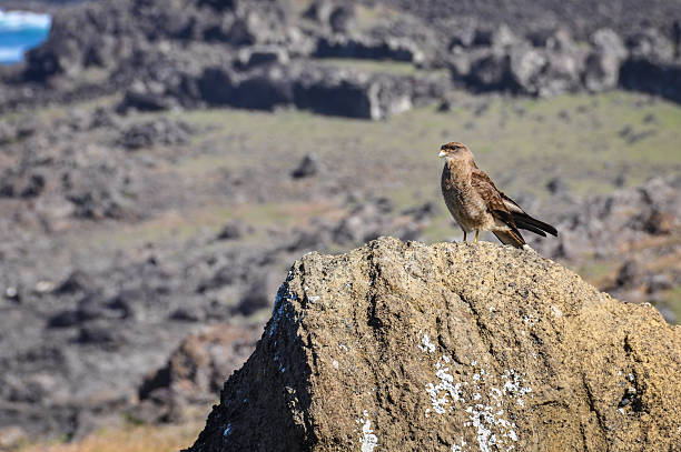 istock Falcon on the coast of Easter Island, Chile 508300608