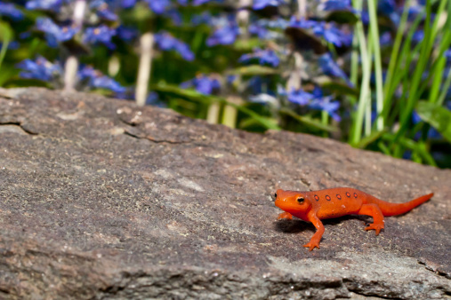 A Red Eft found climbing over a stone in the garden.