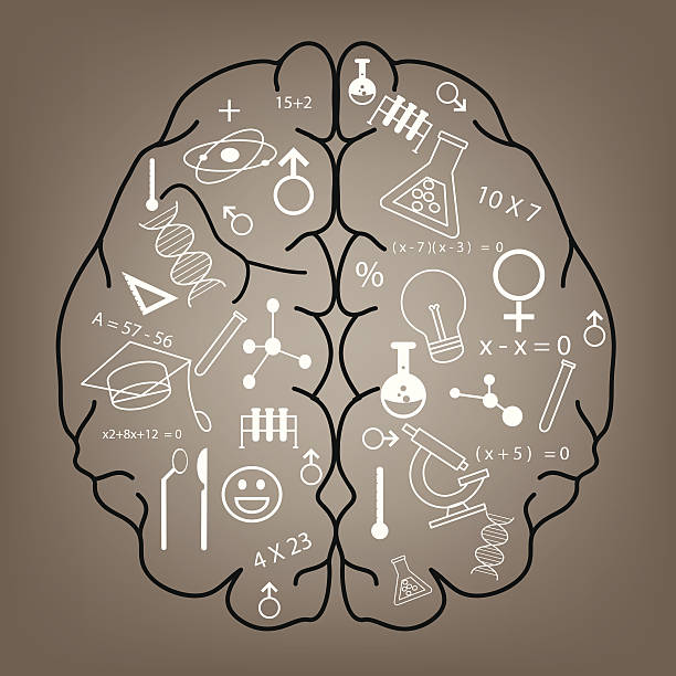 Brain function illustration vector art illustration