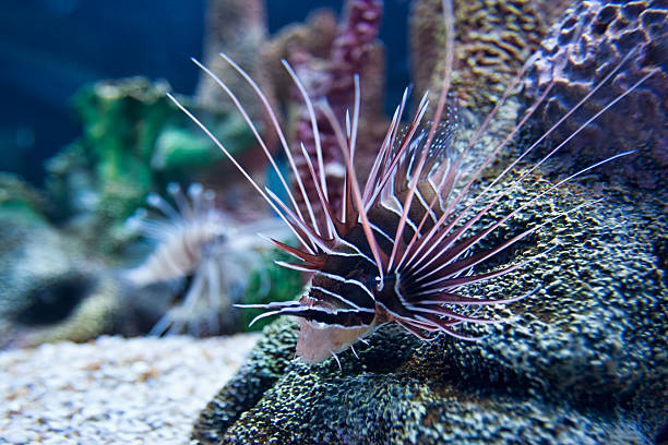 Lionfish Ray-finned fish found in the Indian and Pacific oceans.  It has venomous spines and is carnivorous. pterois radiata stock pictures, royalty-free photos & images