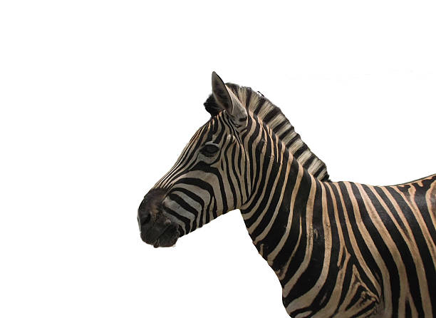 istock Close-up of Zebra head profile on White 508302527