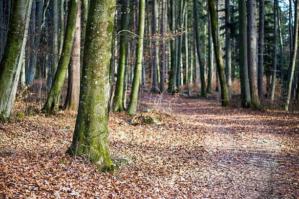 herbstwald mit weg - herbstwald fotografías e imágenes de stock