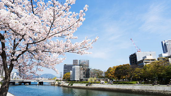 Hakodate, Japan - April 30, 2022 : Hakodate, Hokkaido, Japan. Beautiful cherry blossoms (Sakura)　will bloom in May. Many local residents and tourists visit. It is the scenery of spring in Japan.