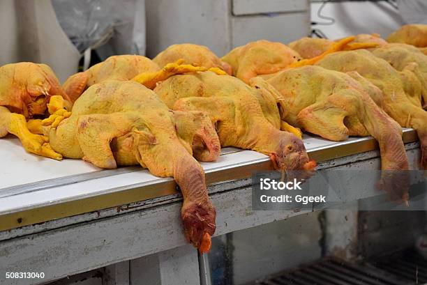 Pollos Después Vida Foto de stock y más banco de imágenes de Alimento -  Alimento, Amarillo - Color, Animal muerto - iStock