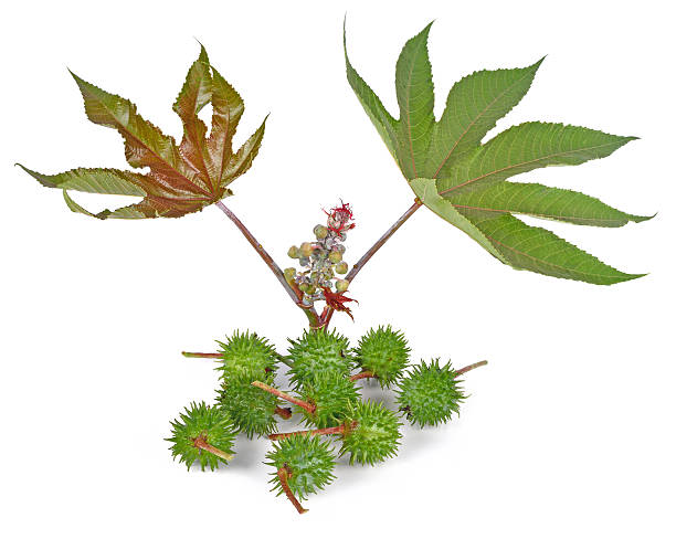 istock Castor oil plant on white background 508315096