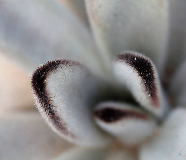 Macro succulent plant stock photo