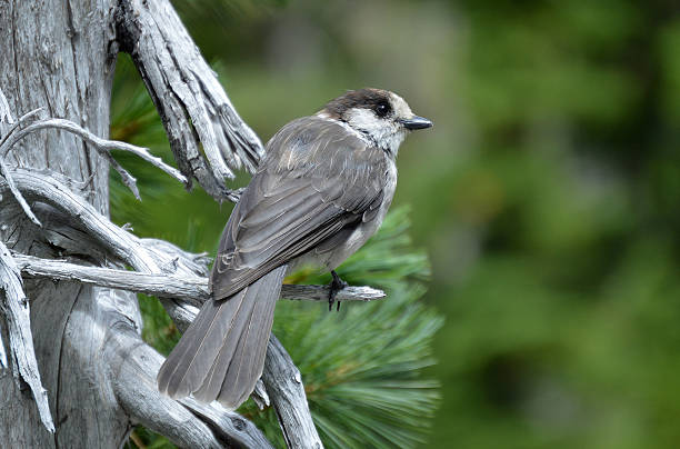 istock Mountain Whiskey Jack Perched On A Branch 508315440