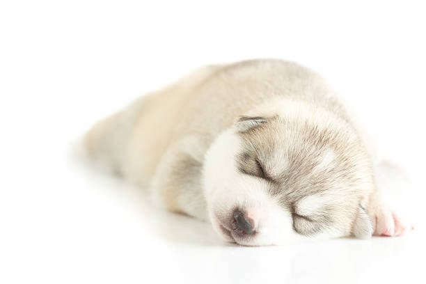 istock siberian husky puppy on white background 508315602