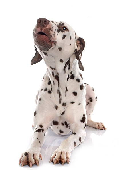 istock young female dalmatian barking 508315842