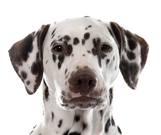 istock young female dalmatian 508315980