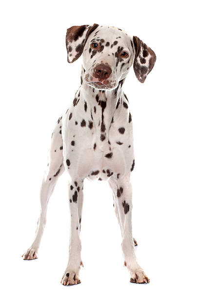 istock young female dalmatian 508316216