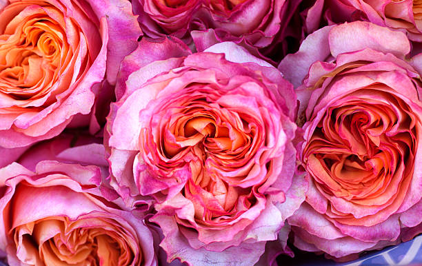 rose planos de fundo - single flower flower pink macro - fotografias e filmes do acervo