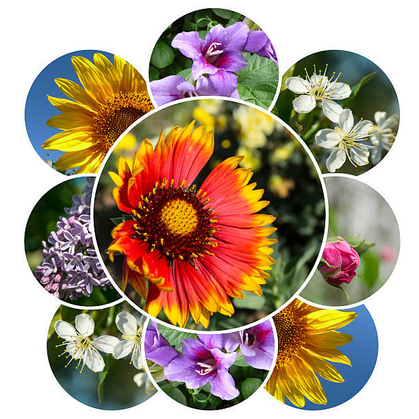 istock Collage flowerses is insulated on white background 508316710