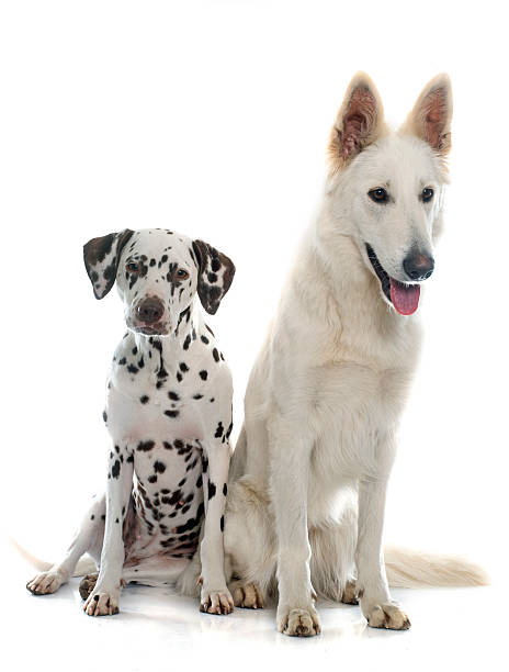 istock swiss shepherd and dalmatian 508318134