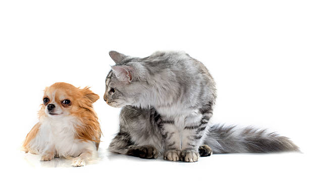 istock maine coon cat and chihuahua 508318604