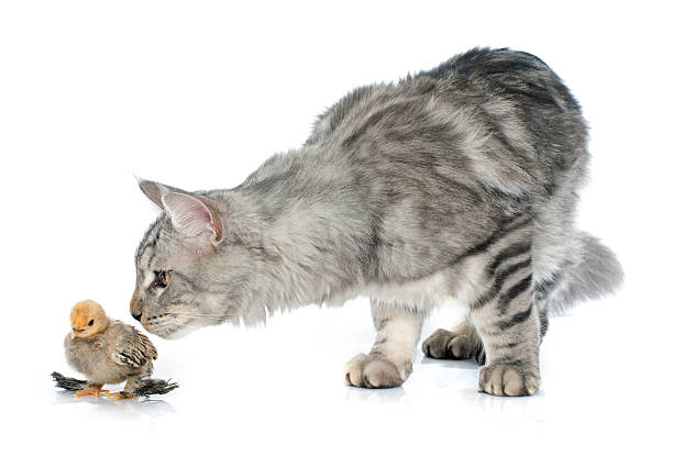 istock maine coon cat and chick 508318668
