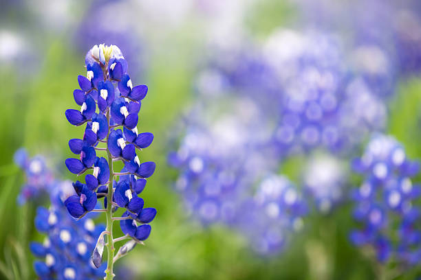 Lupin bleu du Texas (Lupinus texensis) - Photo