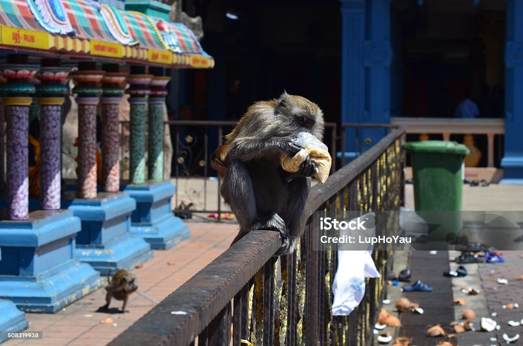 Monkey eating stolen food A long-tailed macaque monkey,balanced on a banister, eating a stolen meal from a Hindu temple in Kuala Lumpur, Malaysia. The Hindu temple backdrop is colourful and vibrant. A second monkey hunts for a meal in the background, amongst the debris left by worshippers and visitors. Blue, green, purple, brown, grey, tan, white. Animal Wildlife Stock Photo