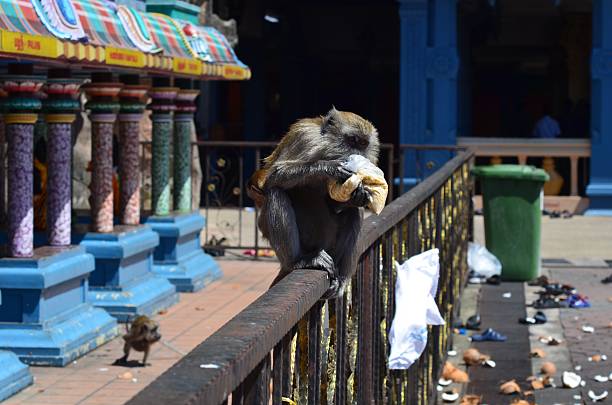 Monkey eating stolen food stock photo