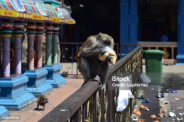 Monkey Eating Stolen Food Stock Photo - Download Image Now - Animal Wildlife, Feeding, Food