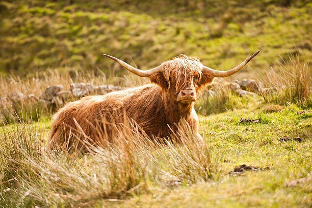 highland vaca de pelo largo del mundo ceilidh knockengorroch - cattle highland cattle beef animal fotografías e imágenes de stock