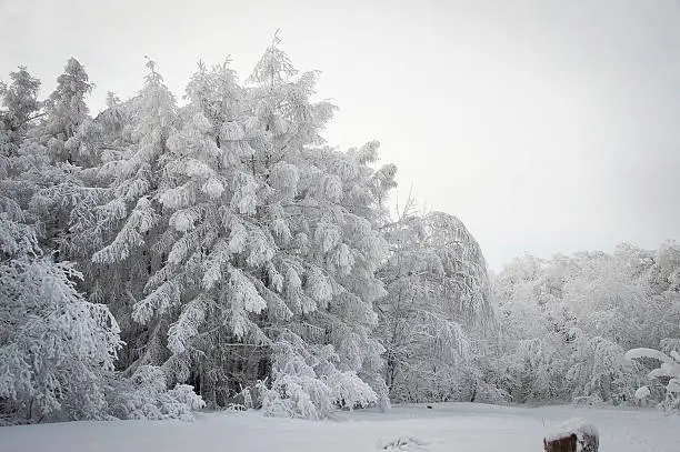 Snow-covered trees and fir-trees are in the snowy winter forest in the frosty day