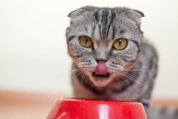 istock Cat sitting behind the bowl and drinking water 508320630