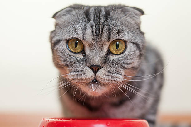 istock Cat sitting behind the bowl and drinking water 508320702