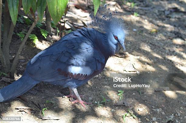 Largest Pigeon In The World Stock Photo - Download Image Now - Animal, Animal Wildlife, Bird