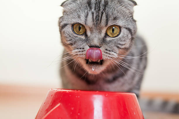 chat assis derrière le bol et de l'eau potable - corps dun animal photos et images de collection