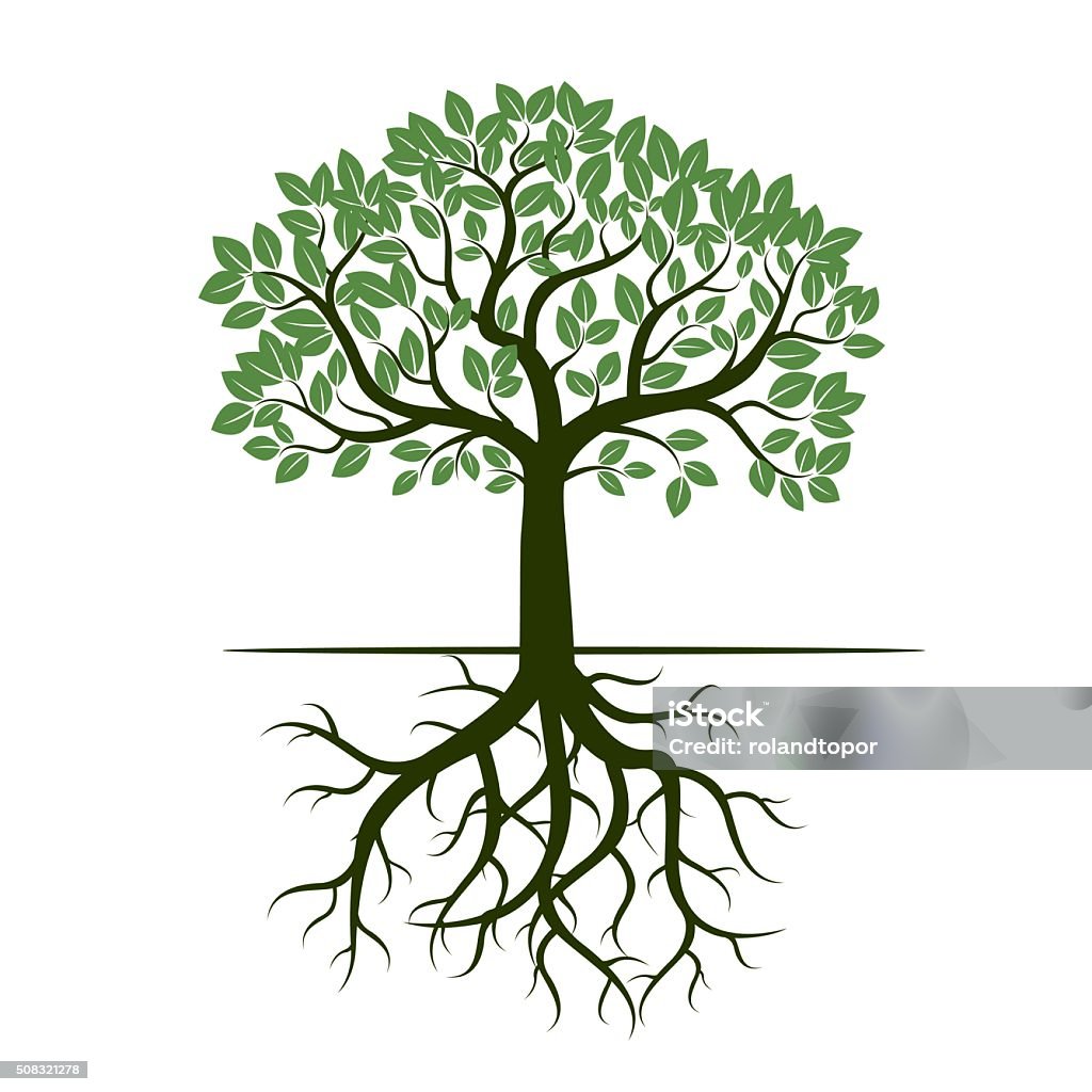 Árbol verde y raíces. Ilustración vectorial. - arte vectorial de Árbol libre de derechos