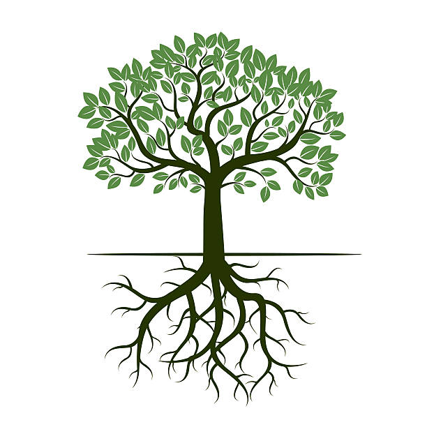 illustrazioni stock, clip art, cartoni animati e icone di tendenza di verde albero e radici. illustrazione vettoriale. - roots
