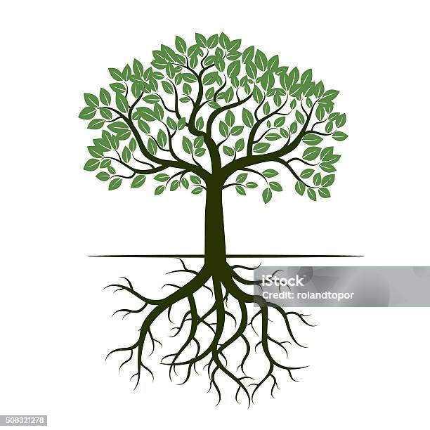 Green Tree And Roots Vector Illustration Stock Illustration - Download Image Now - Tree, Root, Origins