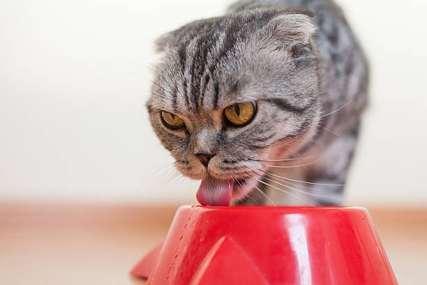 istock Cat sitting behind the bowl and drinking water 508321436