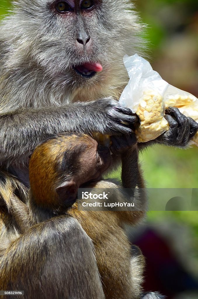 Monkey feeding baby a snack A long-tailed Macaque monkey, with her tongue sticking out comically, is feeding her baby from a stolen bag of snacks. The monkeys display such playful, mischievous characteristics. The photo was taken at a Hindu temple in Kuala Lumpur, Malaysia. Key colours are grey, brown, tan, green, black, yellow and red. Animal Stock Photo